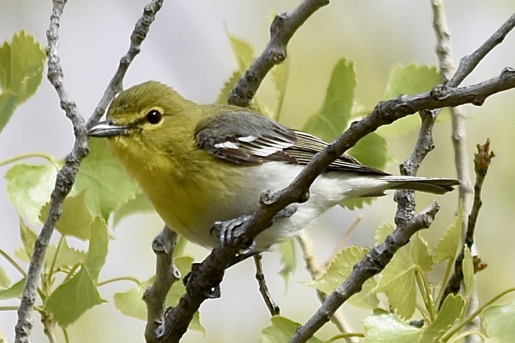 Sarı Gerdanlı Vireo - ML617814372