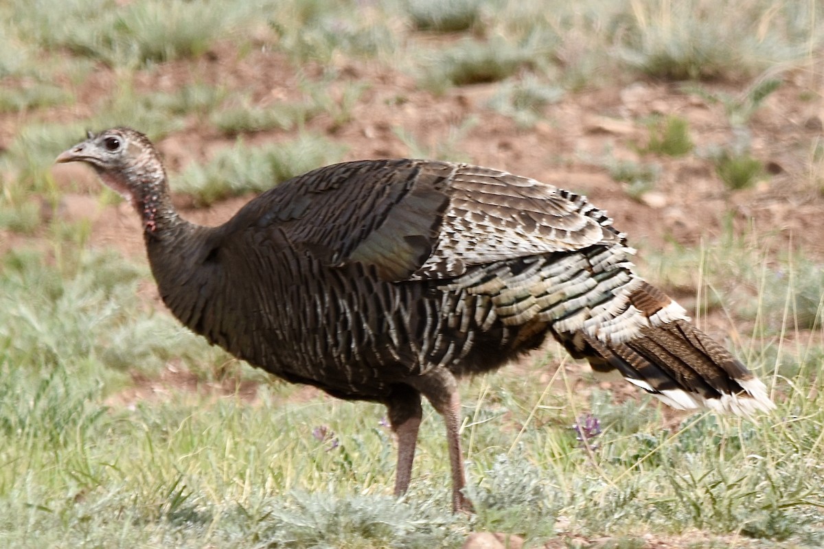 Wild Turkey - ML617814376