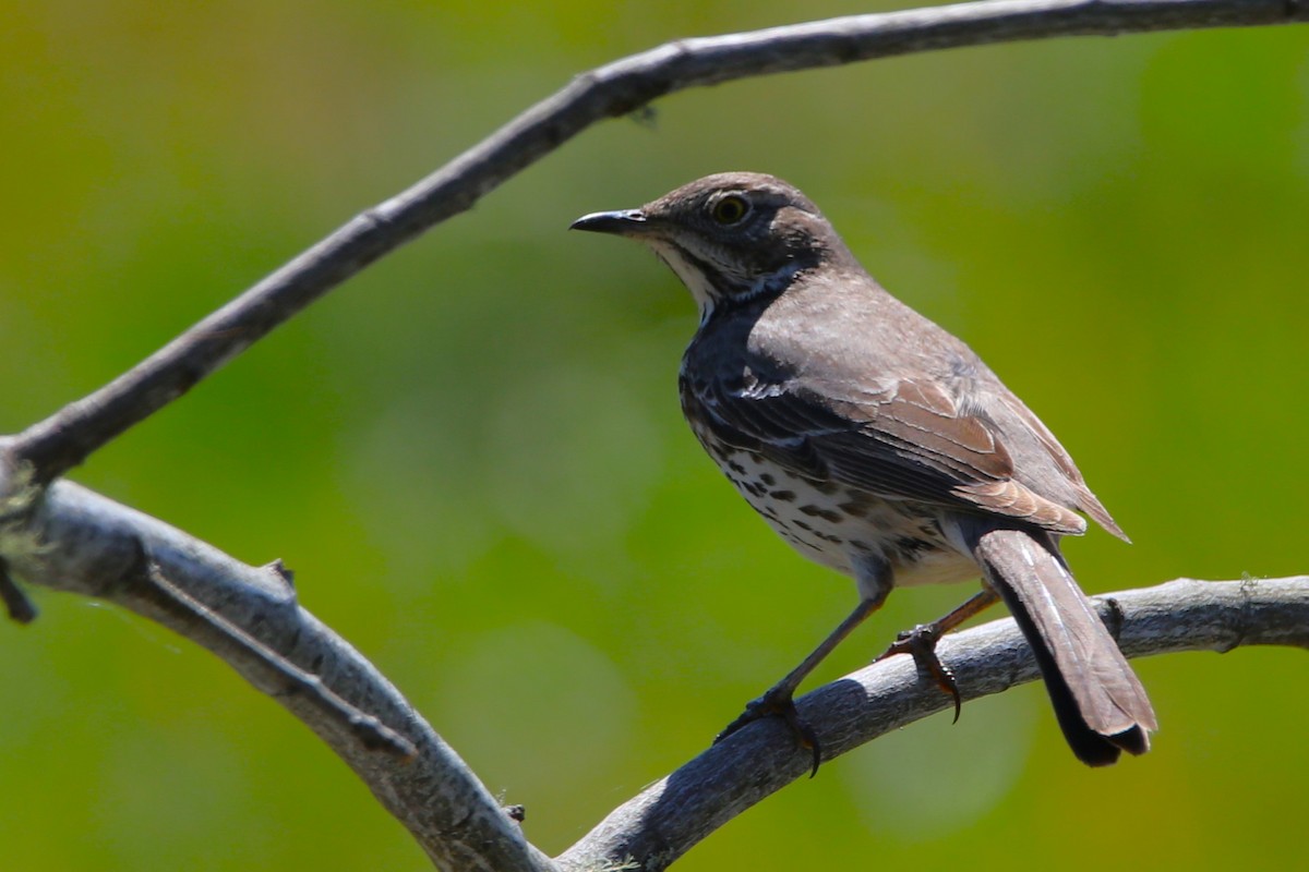 Sage Thrasher - ML617814438