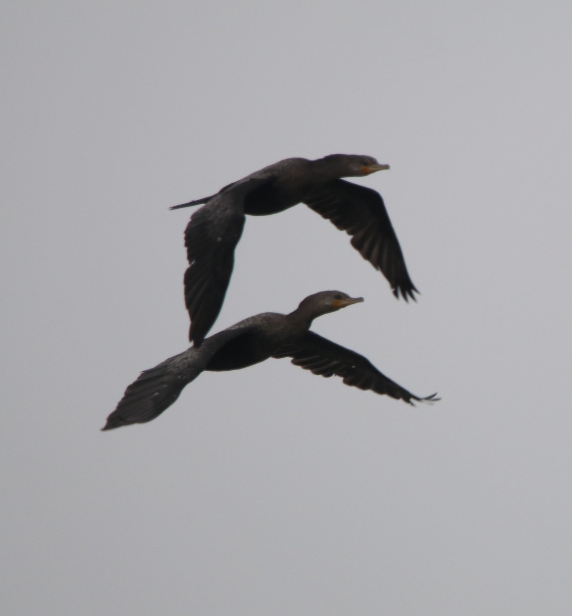 Double-crested Cormorant - ML617814449