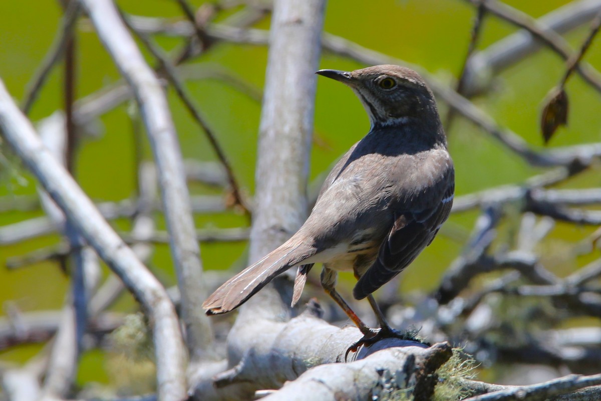 Sage Thrasher - ML617814467