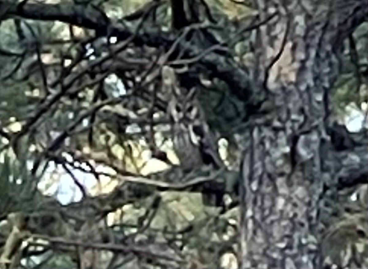 Long-eared Owl - John Dreves