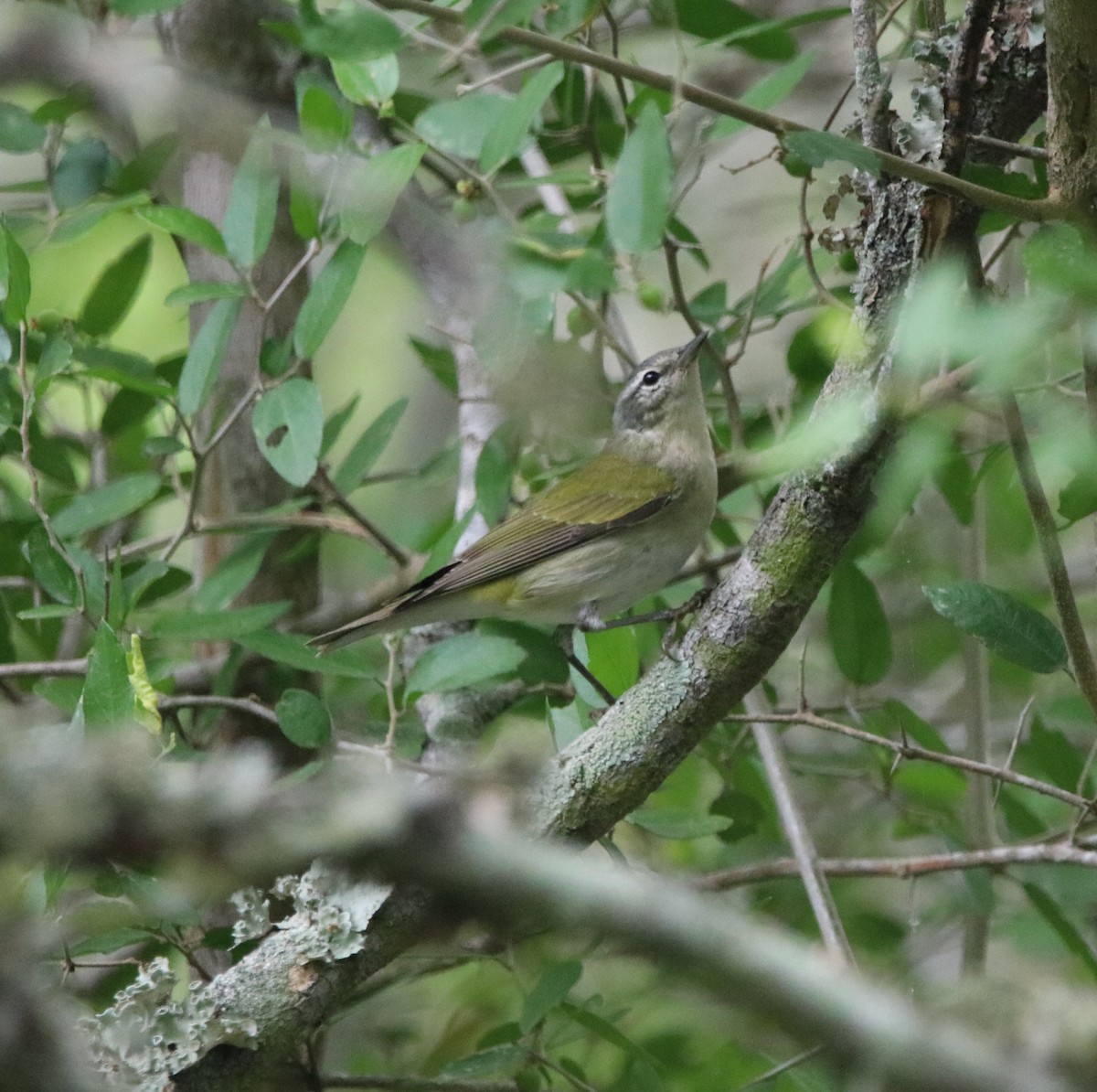 Tennessee Warbler - Rachel Street