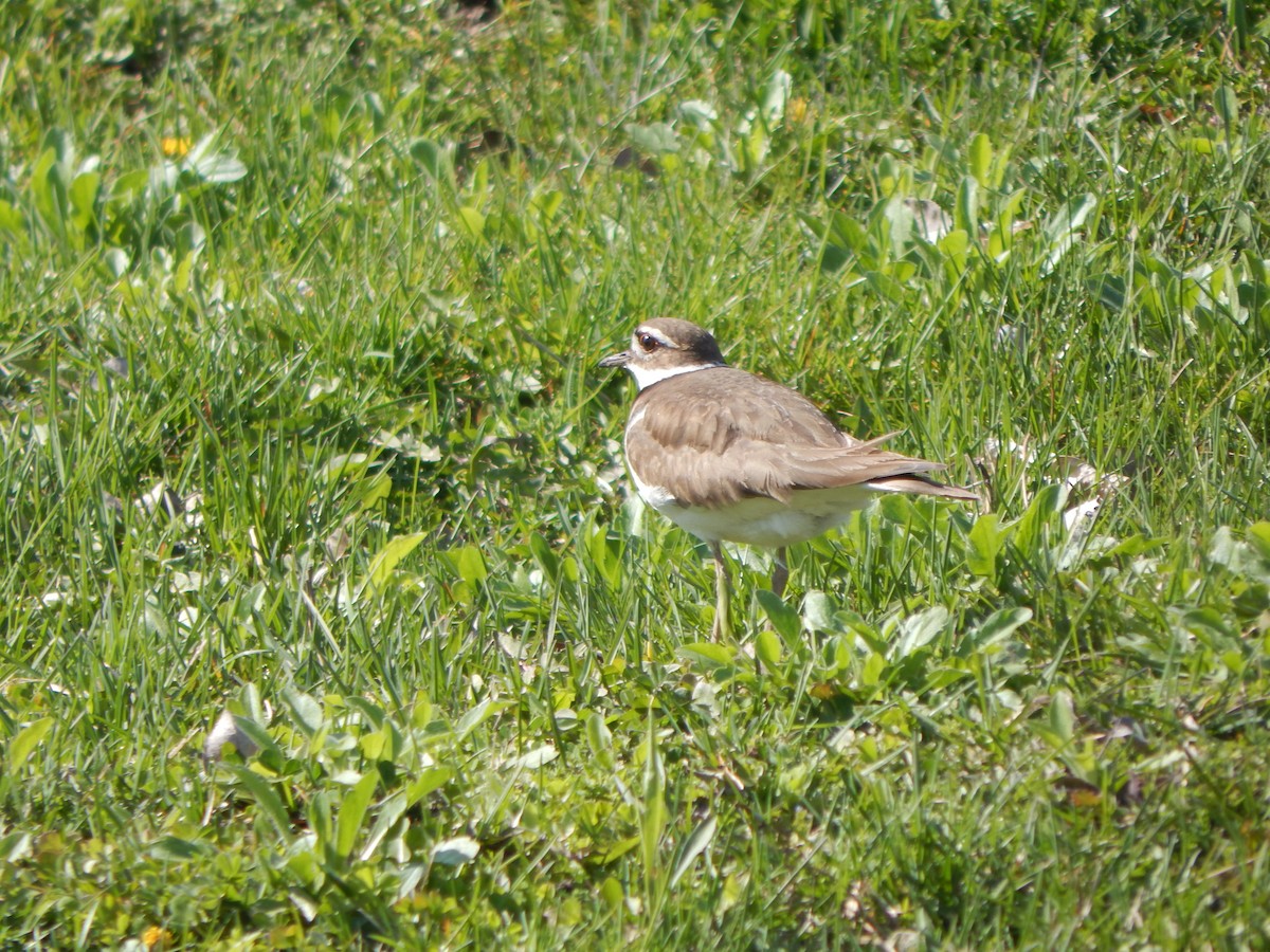 Killdeer - ML617814561