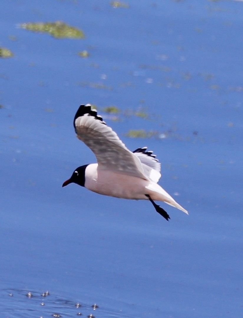 Franklin's Gull - ML617814565