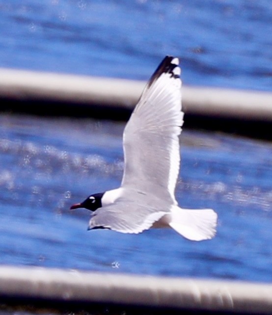 Franklin's Gull - ML617814566