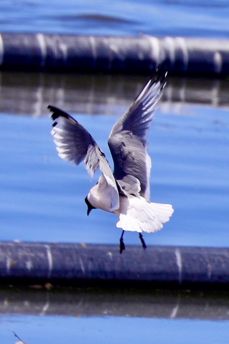 Franklin's Gull - ML617814567