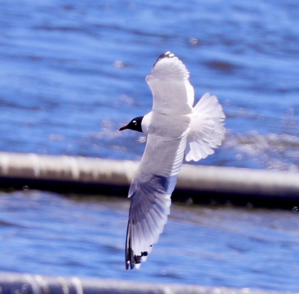 Franklin's Gull - ML617814568