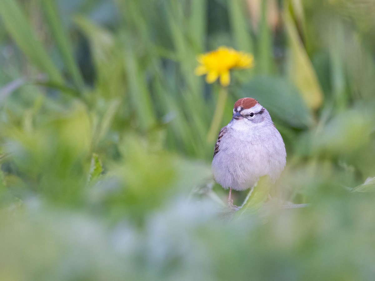 Chipping Sparrow - ML617814588