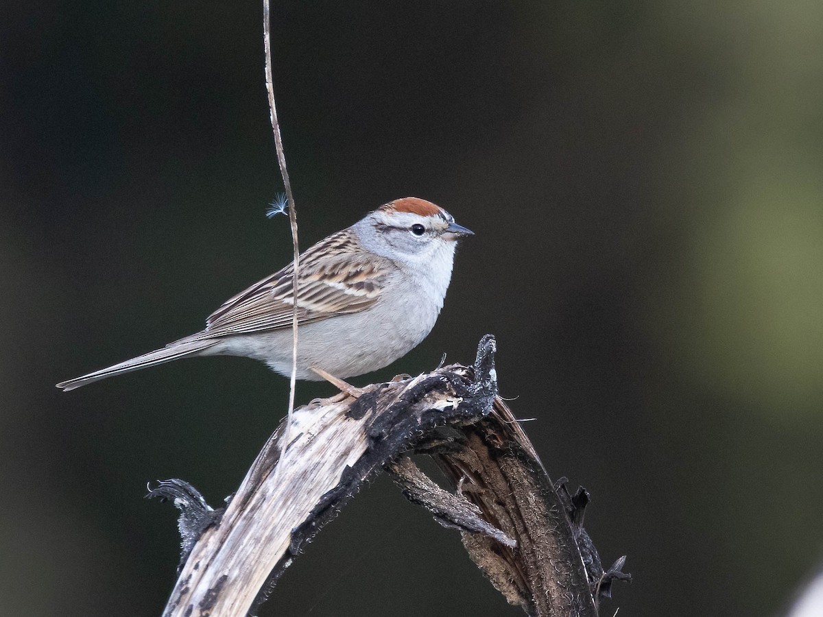 Chipping Sparrow - ML617814589