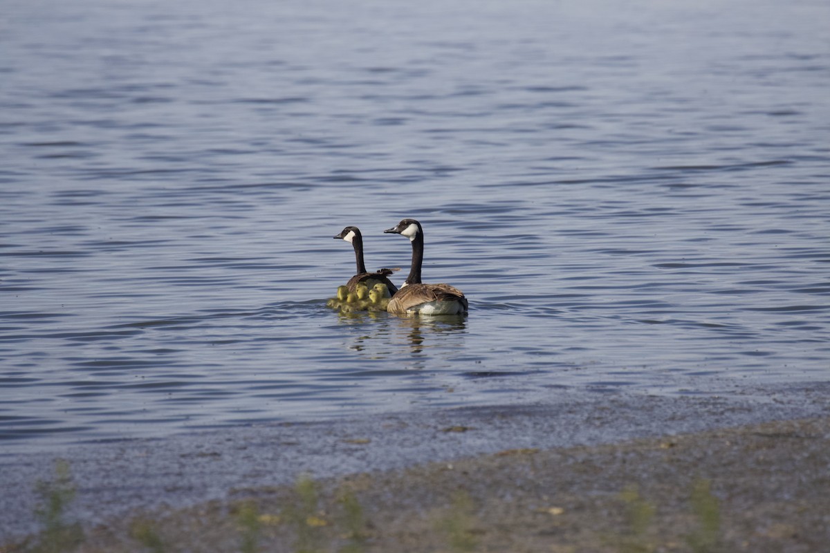 Canada Goose - Darren Carbone