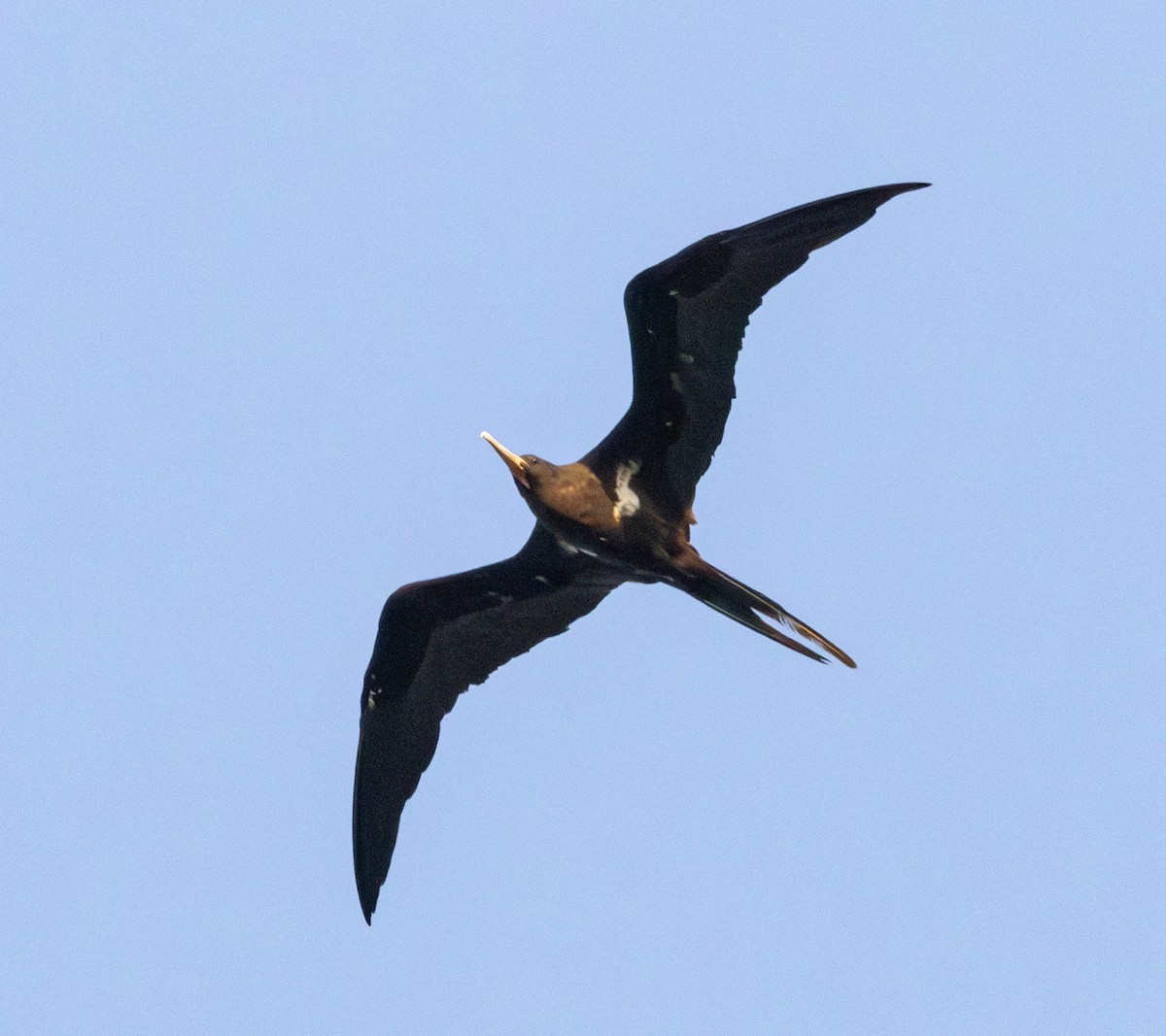 Lesser Frigatebird - Soo sing Loke