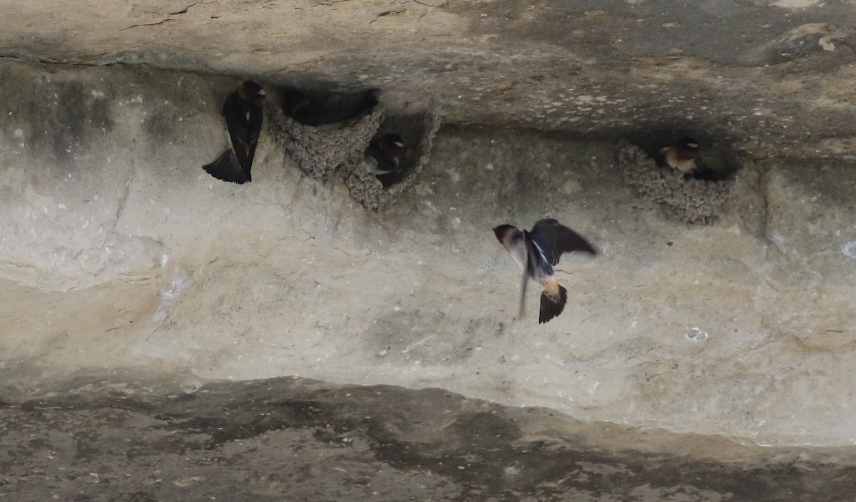 Cliff Swallow - ML617814676