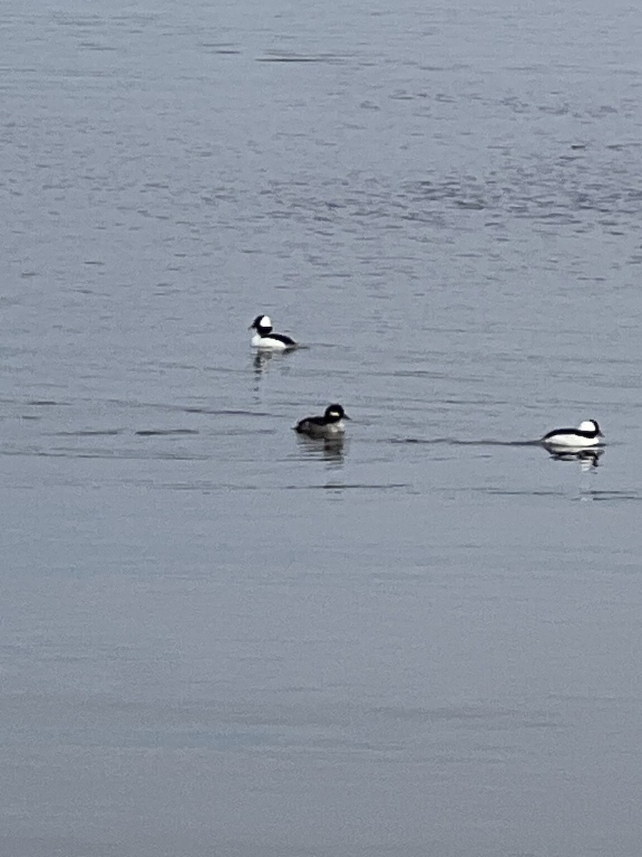 Bufflehead - Paige Magrogan