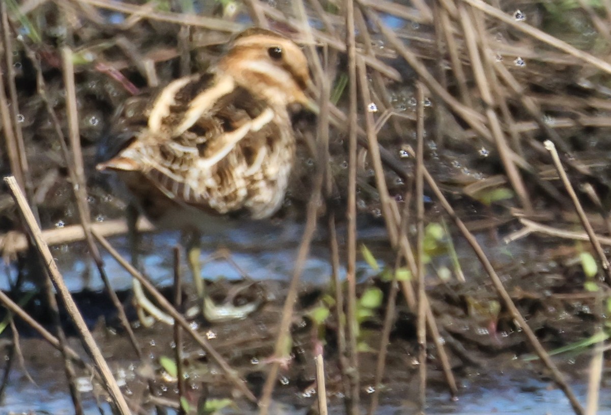 Wilson's Snipe - ML617814706