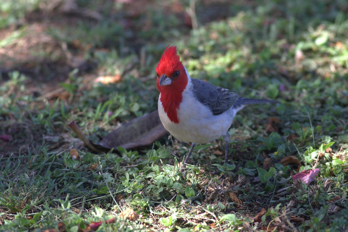 Red-crested Cardinal - David Hanna