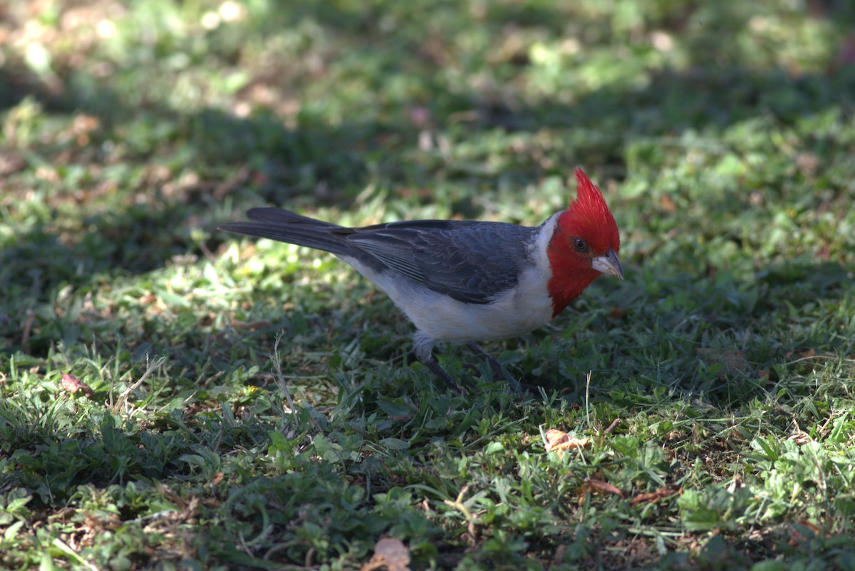 Red-crested Cardinal - David Hanna