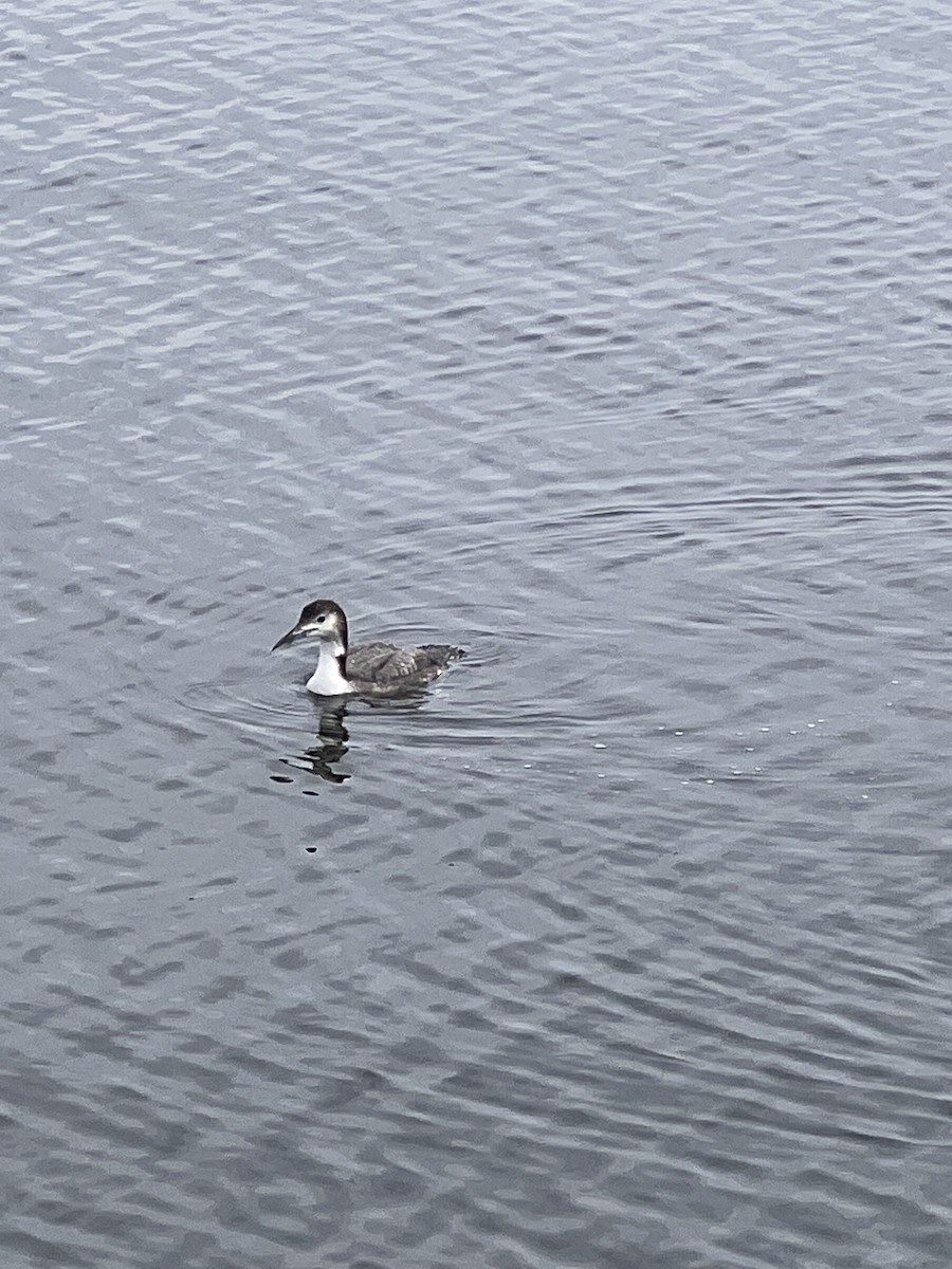 Common Loon - ML617814717