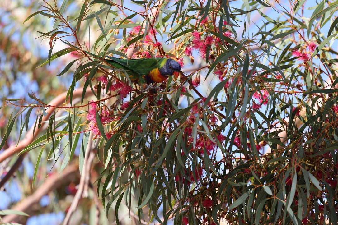 Rainbow Lorikeet - ML617814725