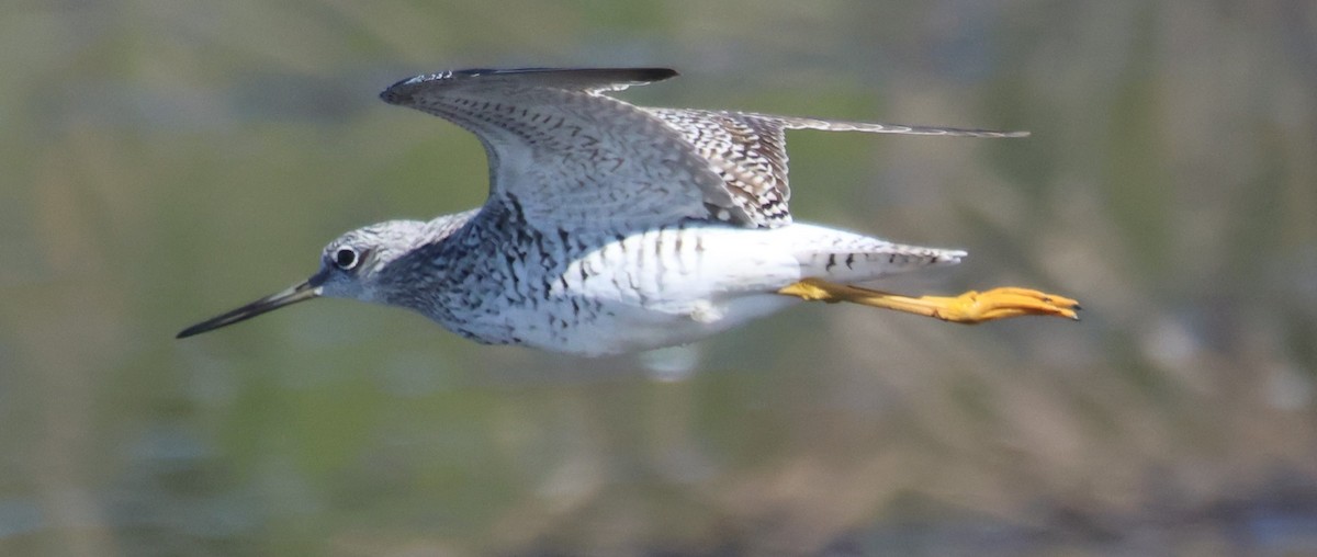 Greater Yellowlegs - ML617814730