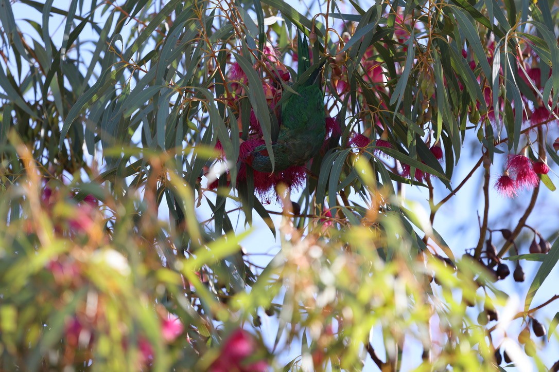 Musk Lorikeet - ML617814735