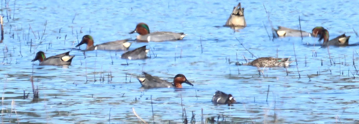 Green-winged Teal - ML617814754
