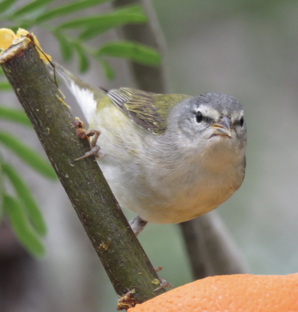 Tennessee Warbler - Lisa Cancade Hackett