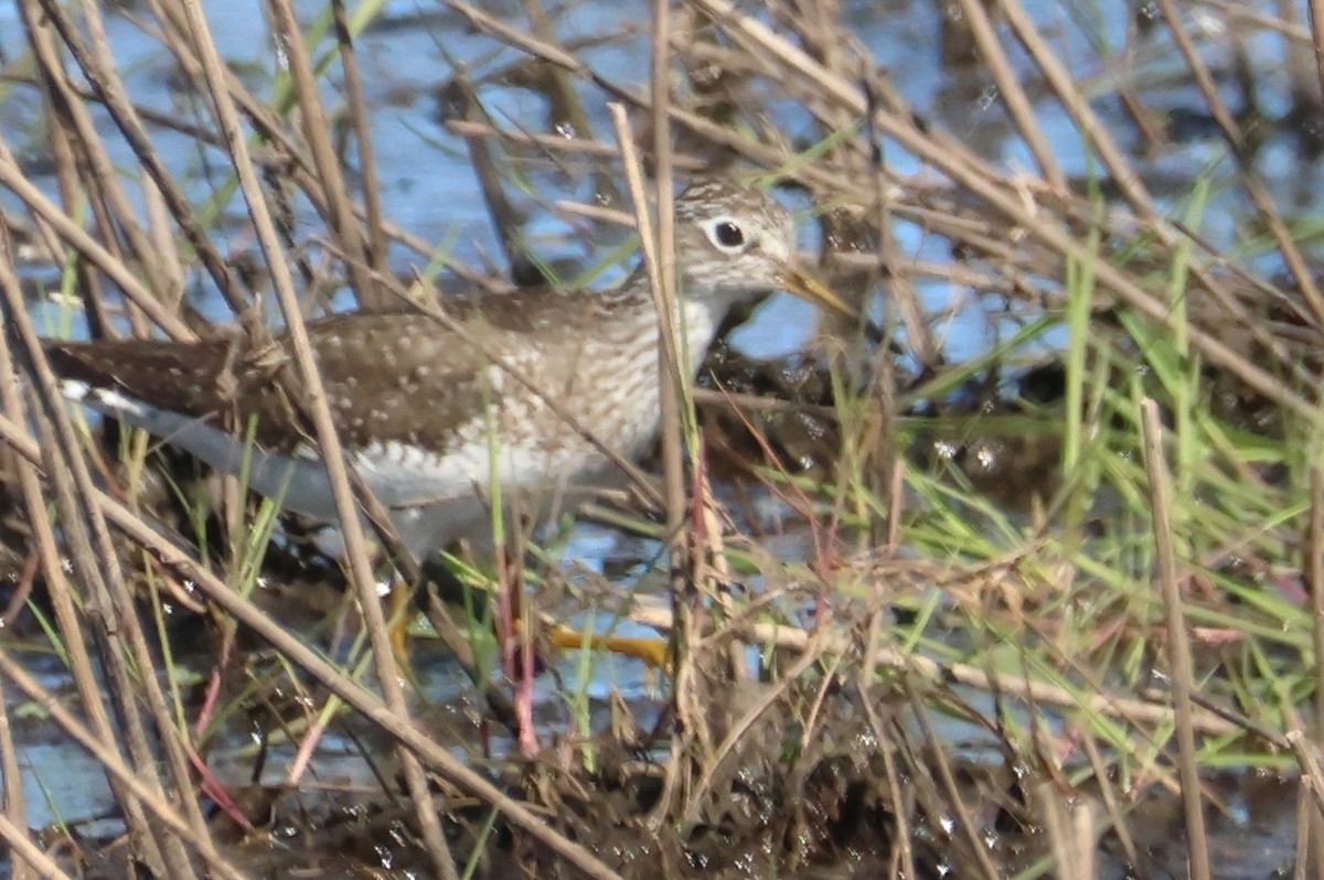 Solitary Sandpiper - ML617814798