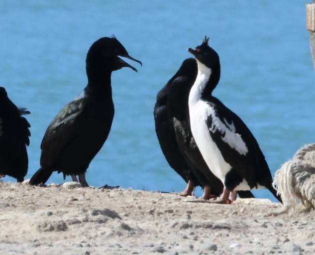 Stewart Island Shag - Gerry Mielke