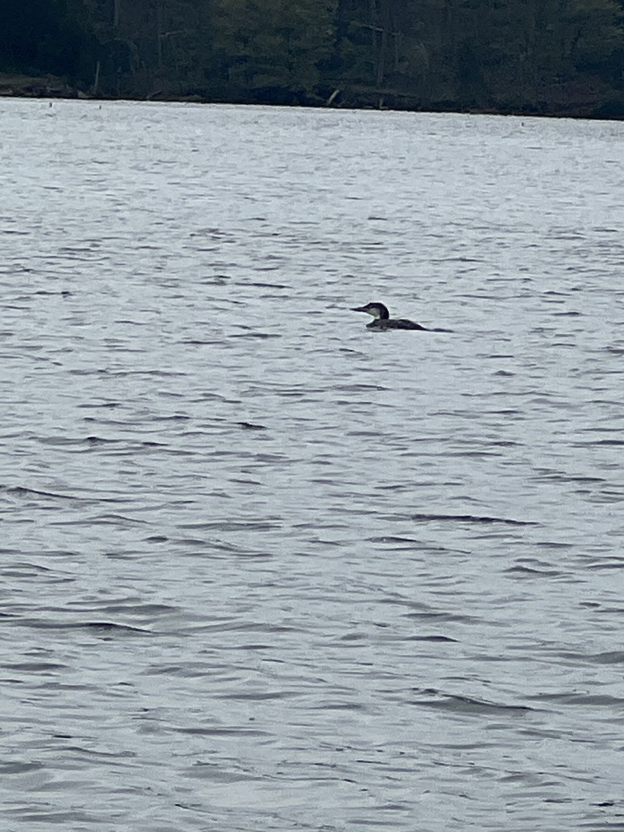 Common Loon - ML617814830