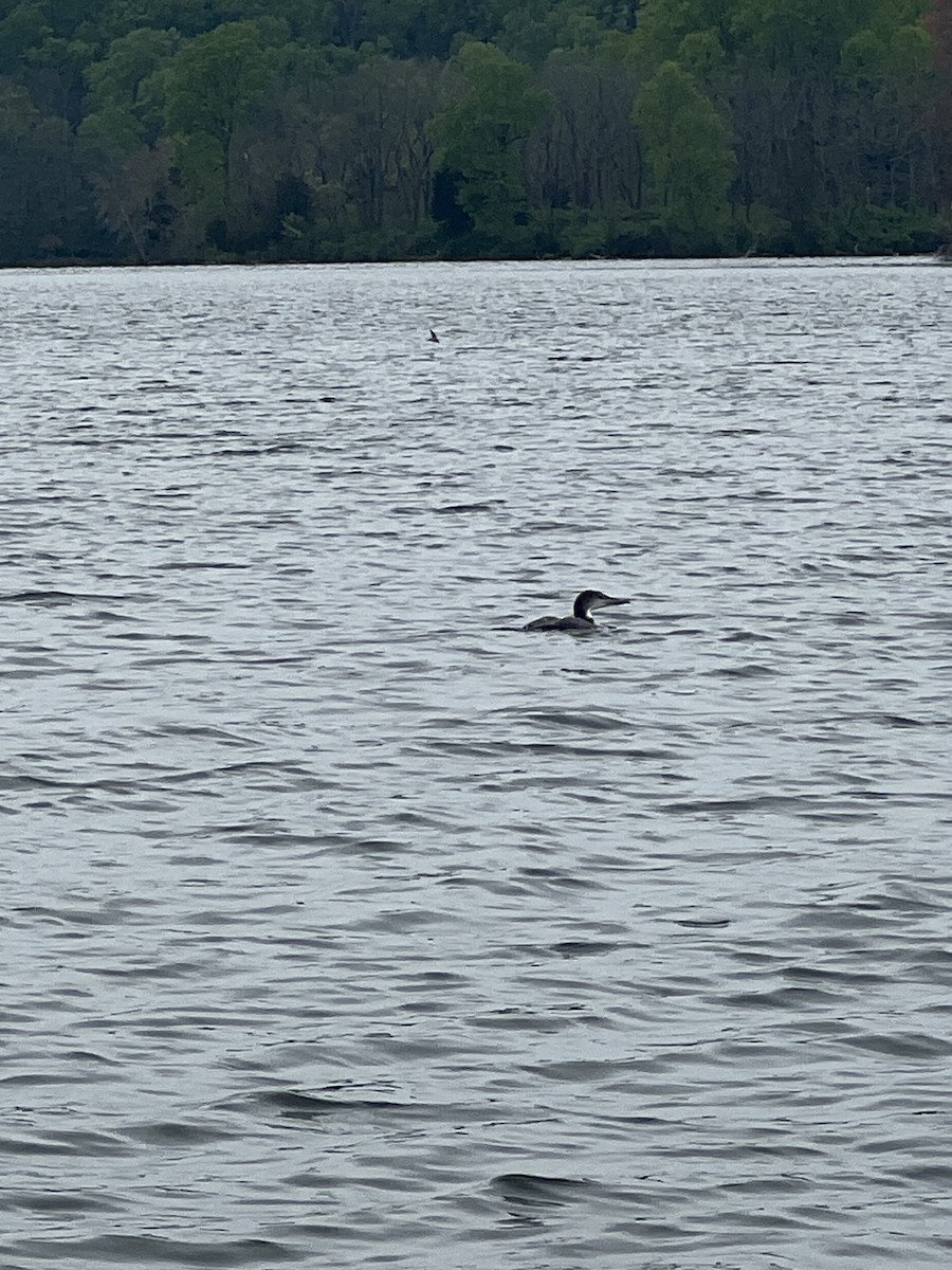 Common Loon - ML617814831