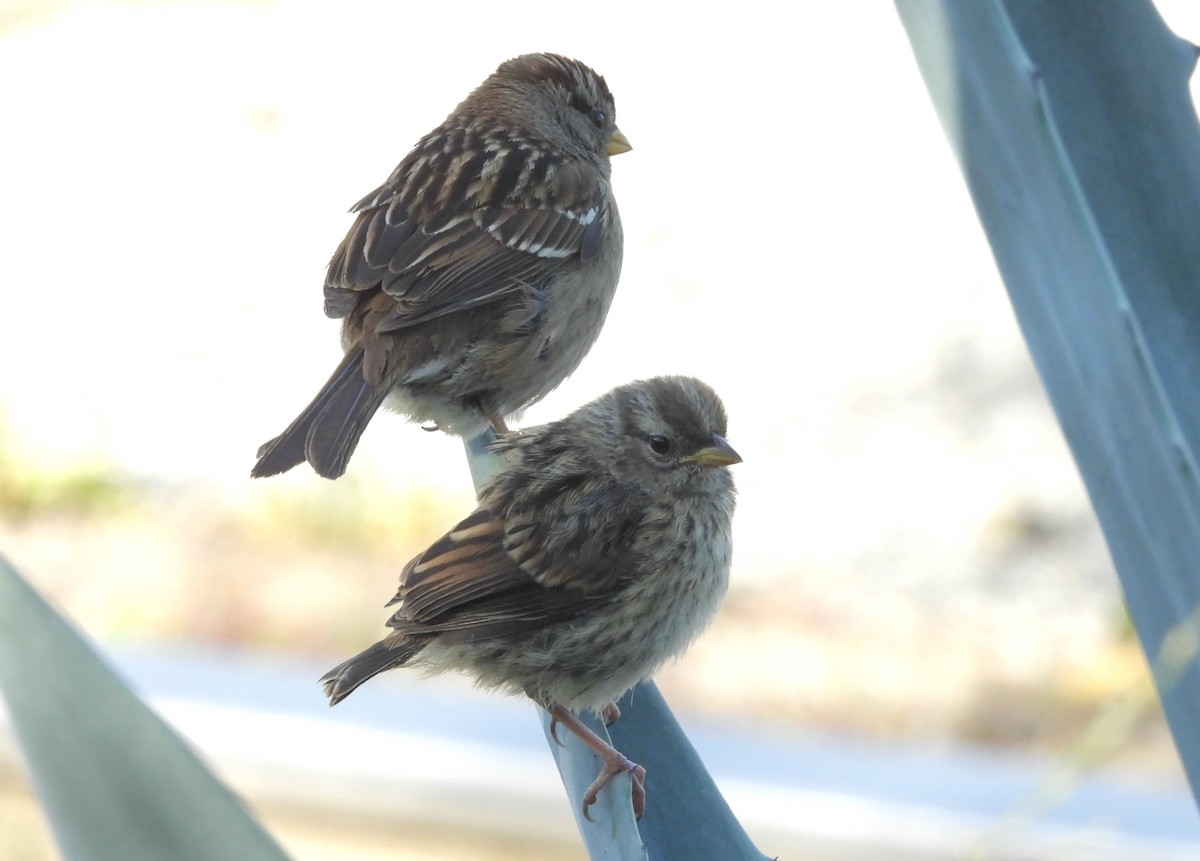 White-crowned Sparrow (nuttalli) - Rudyard Wallen