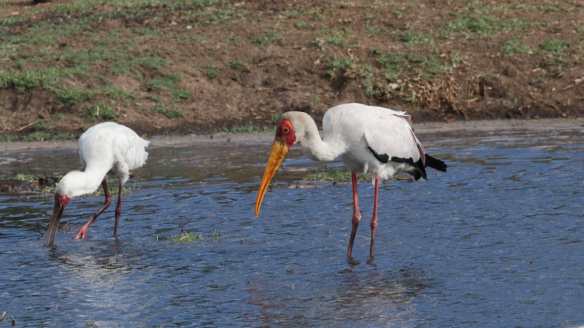 Yellow-billed Stork - ML617814954