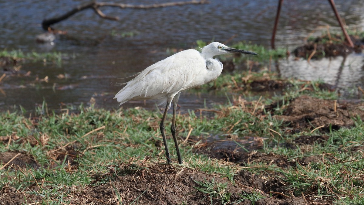 Little Egret - ML617814958