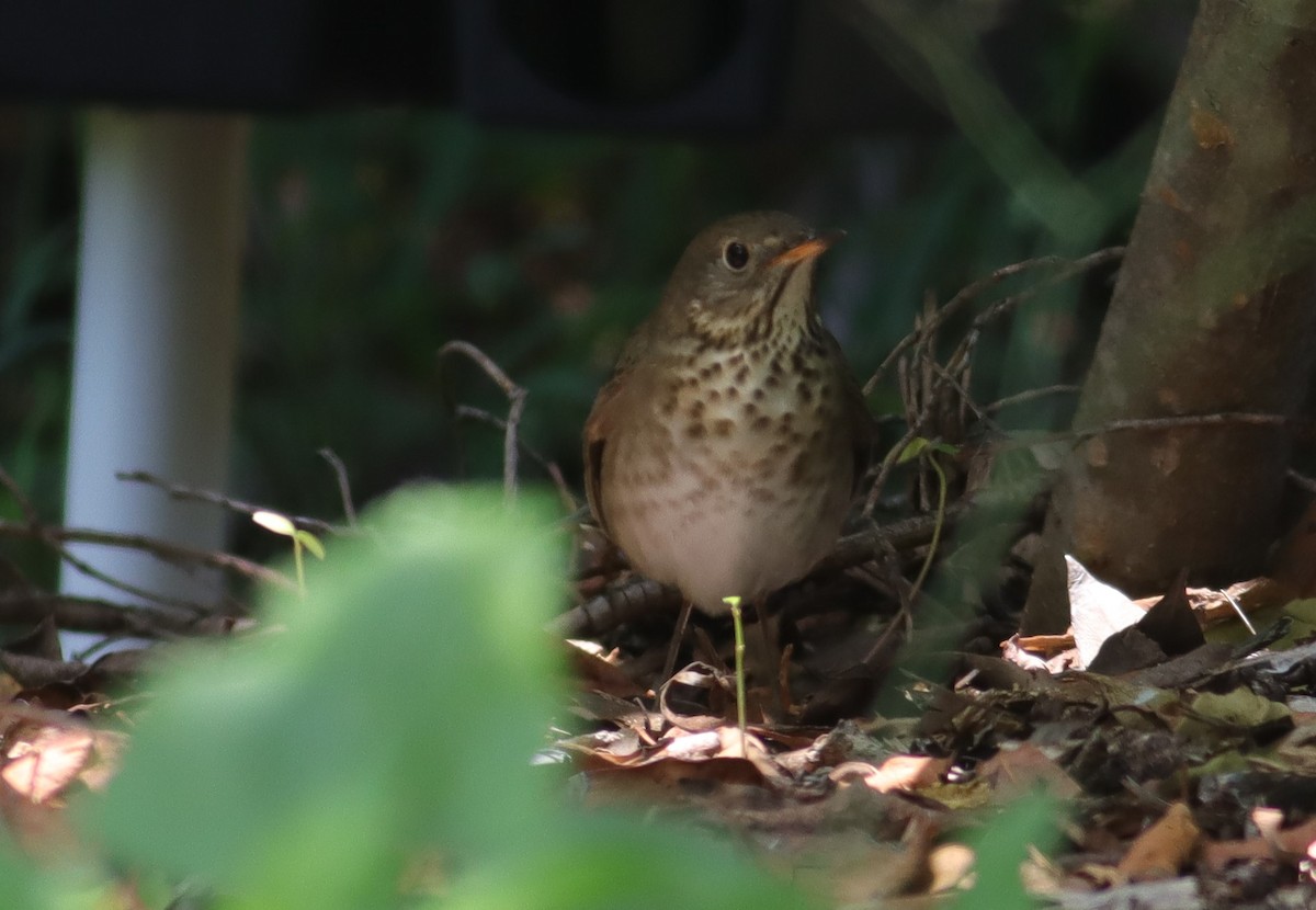 Gray-cheeked Thrush - ML617814972