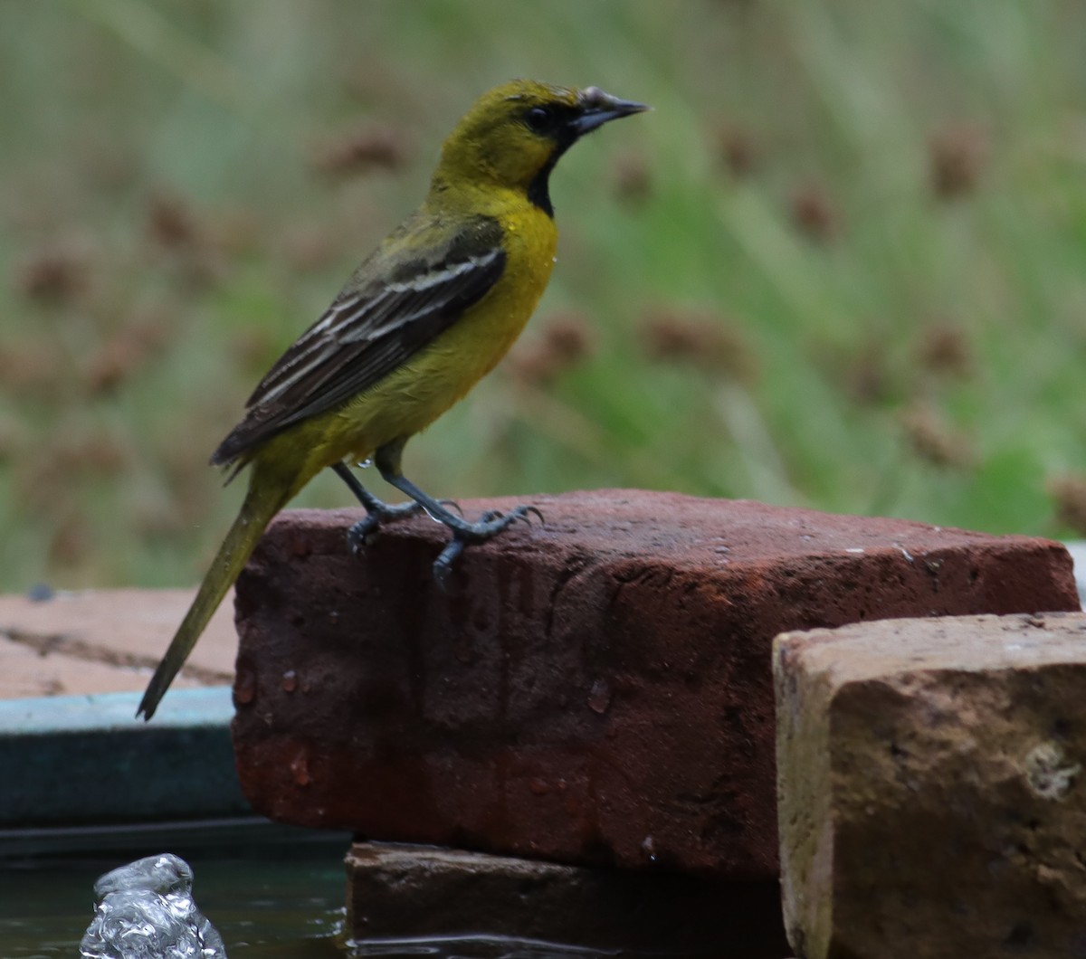 Orchard Oriole - ML617814974
