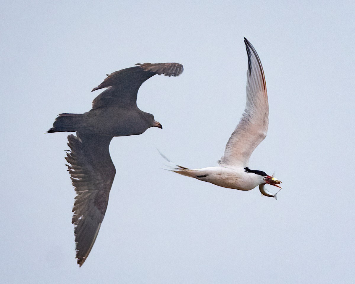 Elegant Tern - ML617815012