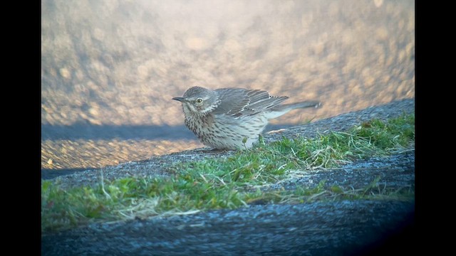 Sage Thrasher - ML617815018