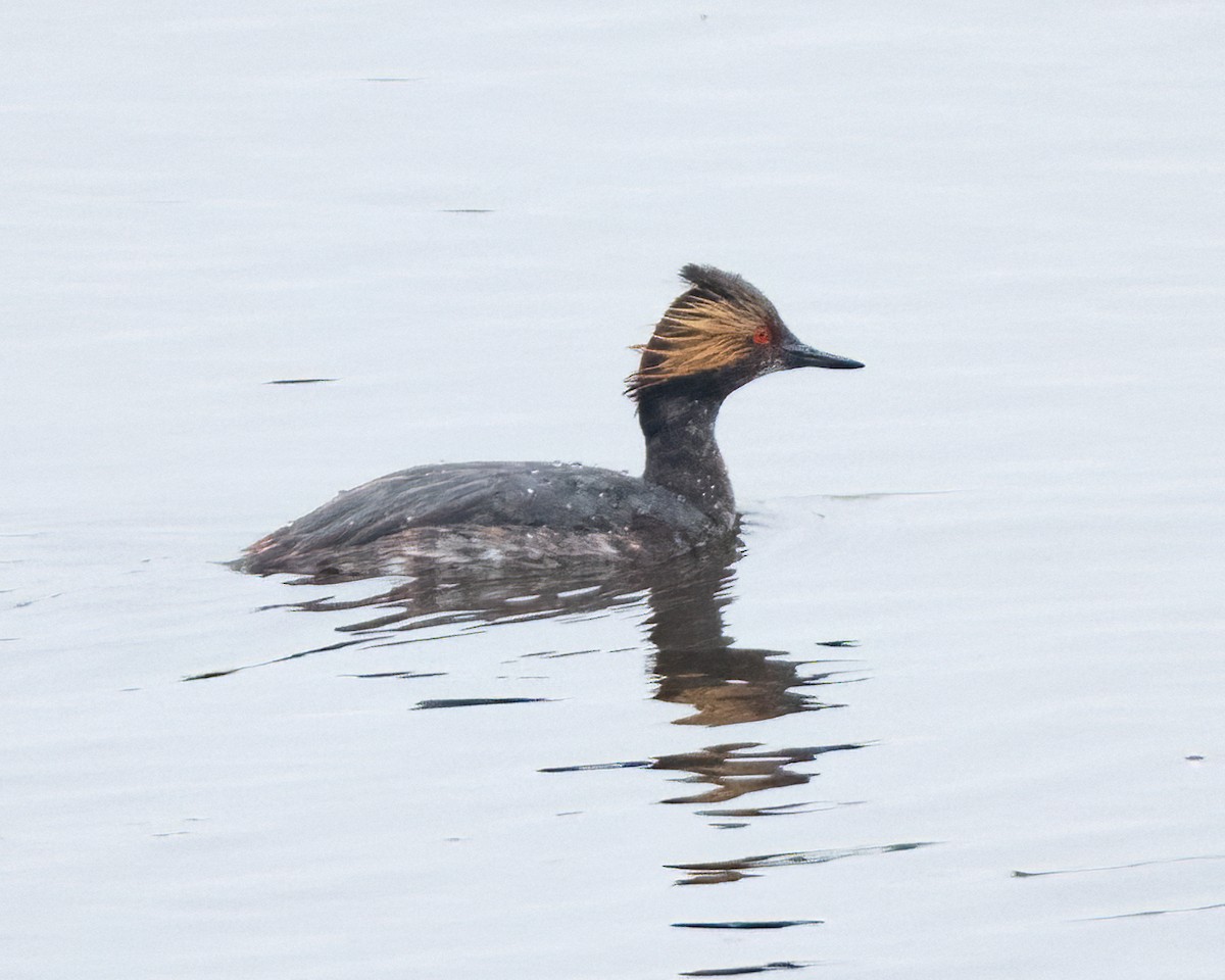 Eared Grebe - ML617815066