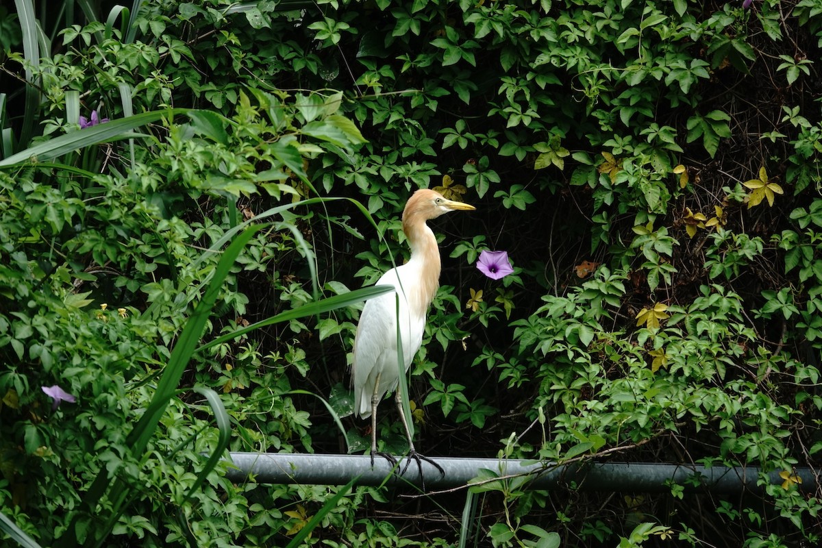 Eastern Cattle Egret - Niantsz Chen