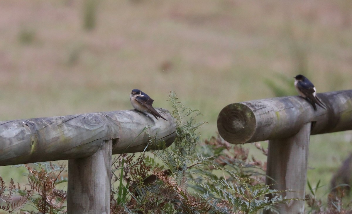 Golondrina Arborícola - ML617815156