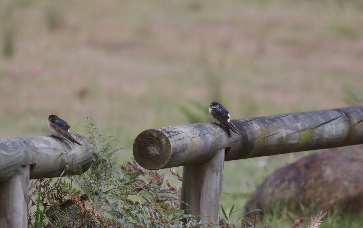 Golondrina Arborícola - ML617815157