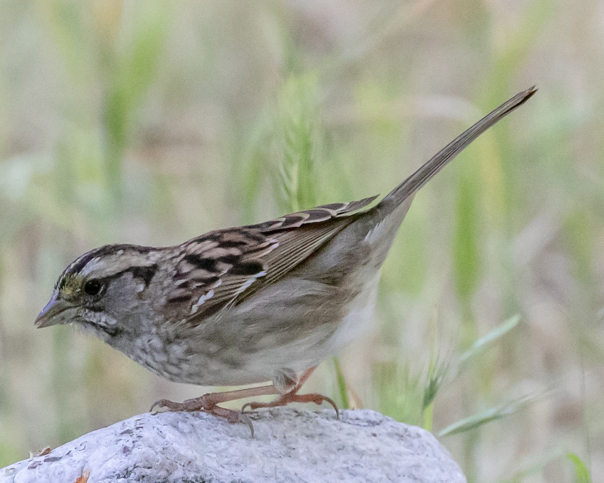 White-throated Sparrow - ML617815225