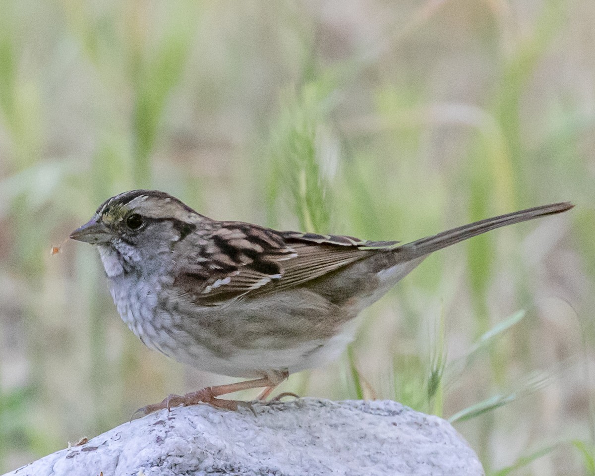 White-throated Sparrow - ML617815226