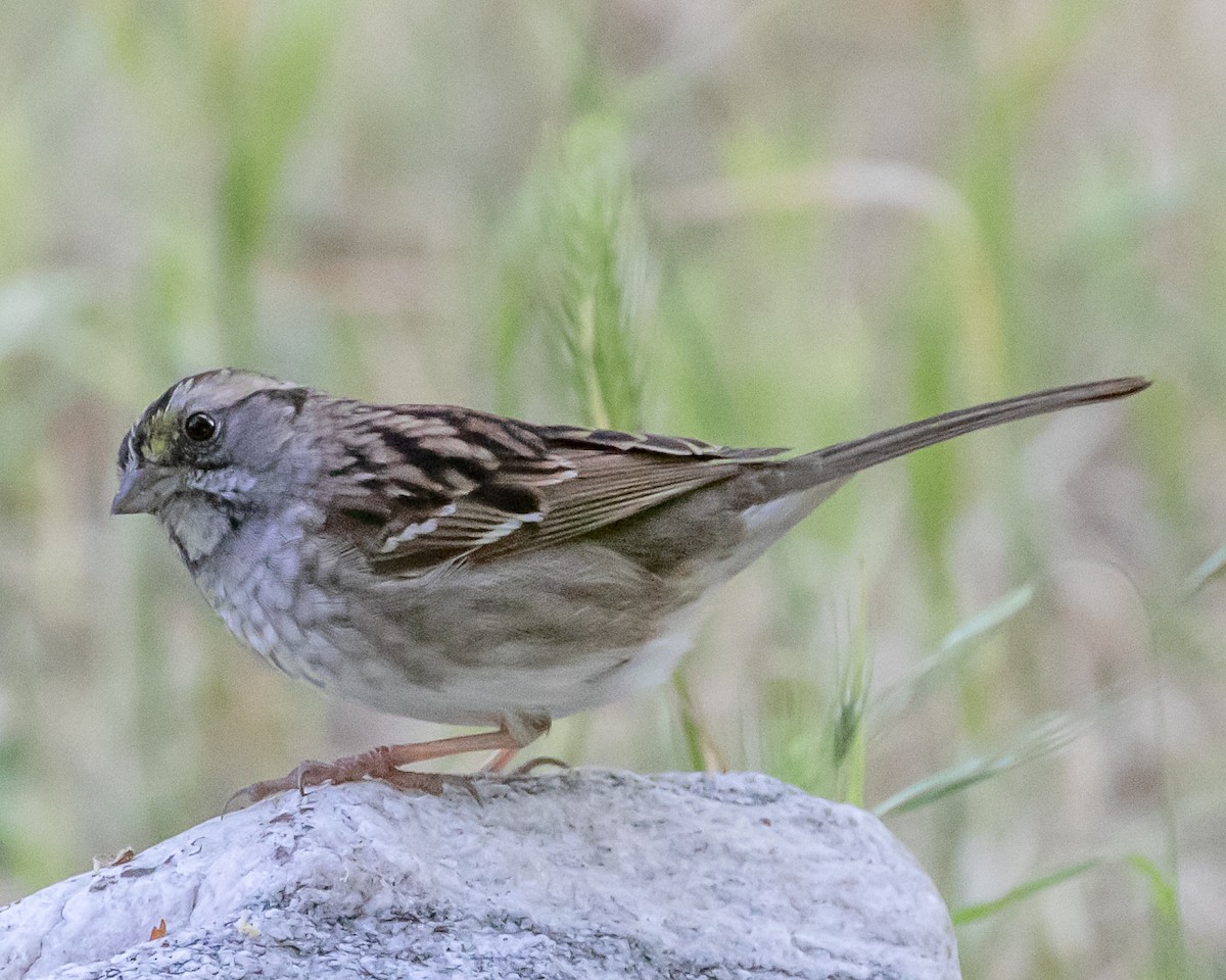 White-throated Sparrow - ML617815227