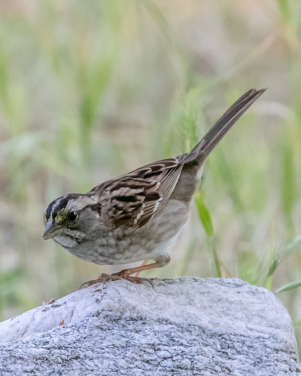 White-throated Sparrow - ML617815228