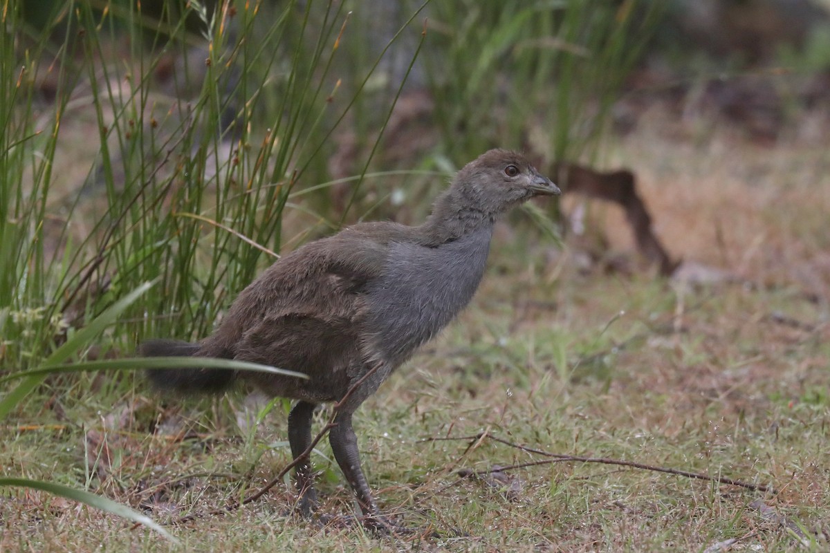 Tasmanian Nativehen - ML617815241