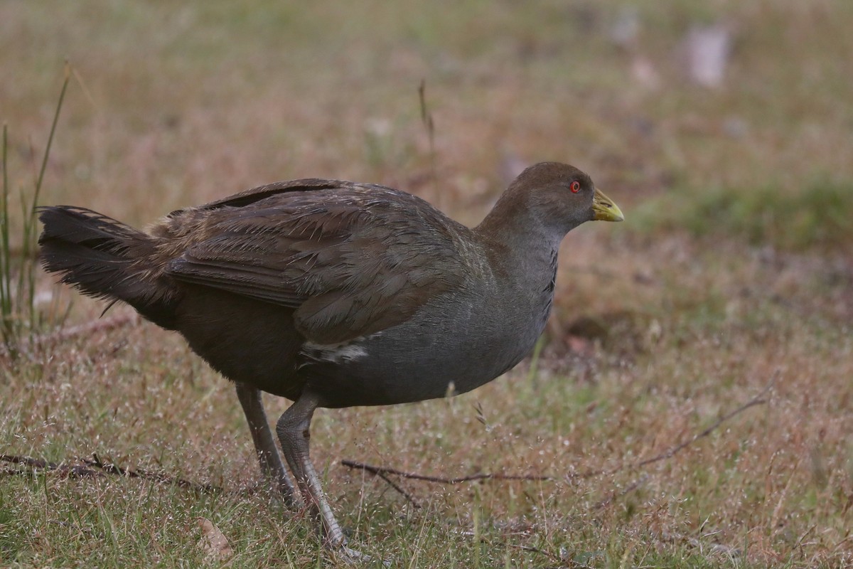 Grünfuß-Teichhuhn - ML617815246