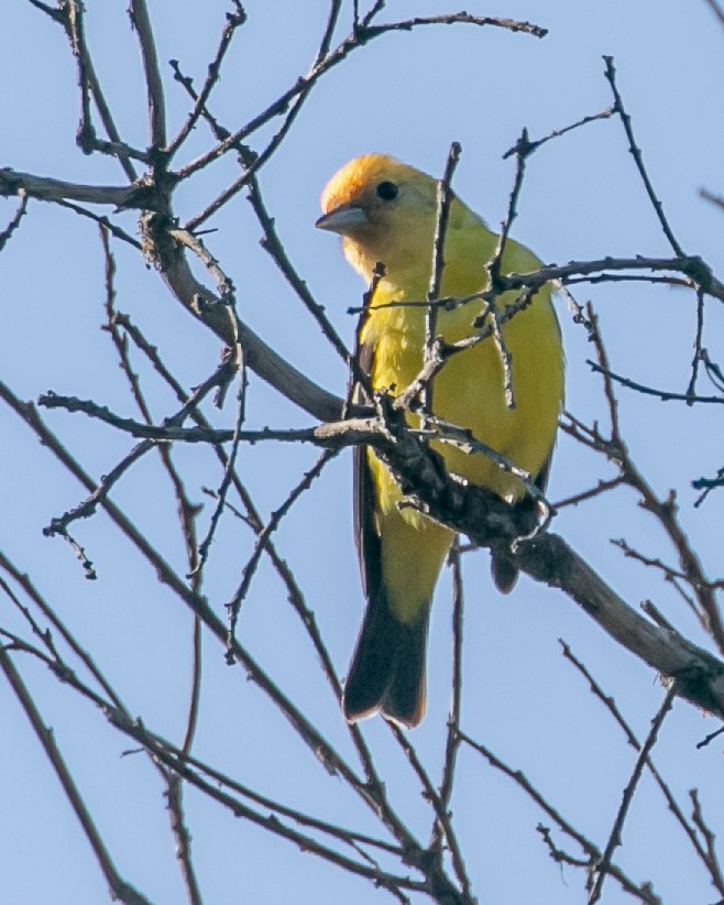 Western Tanager - Chris Tosdevin