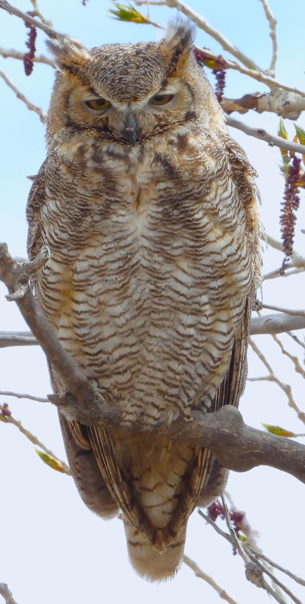 Great Horned Owl - ML617815336